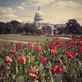 The Capitol